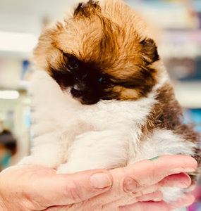 Meet your Posher, Tiny